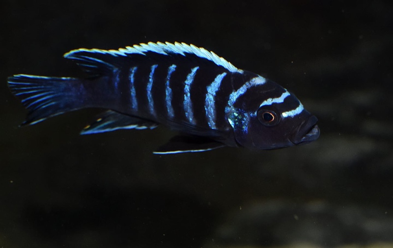 Cynotilapia zebroides 'Ndonga (Deep)'